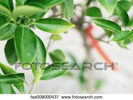 Leafs View Large Photo Image Stock Photo - Leafs. Fotosearch