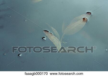 Leaves under surface of water View Large Photo Image Stock Image - Leaves under surface of water. Fotosearch