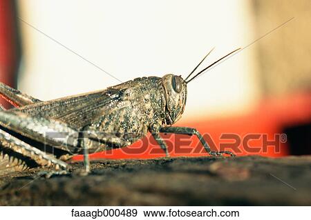 Stock Photo - Locust. Fotosearch