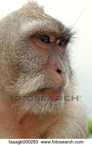 Macaque View Large Photo Image Stock Image - Macaque. Fotosearch