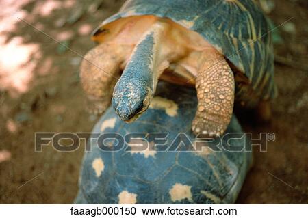 Madagascar, tortoises mating View Large Photo Image Stock Image - Madagascar, tortoises mating. Fotosearch