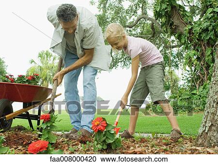 Man and girl planting flowers in yard View Large Photo Image Stock Image - Man and girl planting flowers in yard. Fotosearch