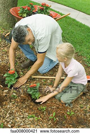 Man and girl planting flowers in yard together View Large Photo Image Stock Image - Man and girl planting flowers in yard together. Fotosearch