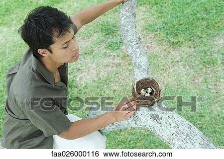 Man perching on tree branch, looking at bird's nest, high angle view View Large Photo Image Stock Photograph - Man perching on tree branch, looking at bird's nest, high angle view. Fotosearch
