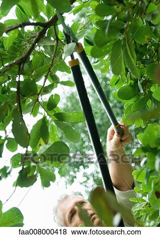 Man pruning tree View Large Photo Image Stock Photo - Man pruning tree. Fotosearch