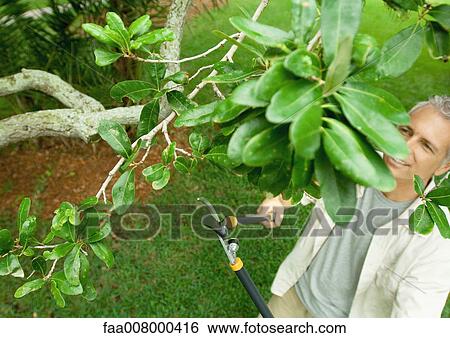 Man pruning tree View Large Photo Image Stock Photograph - Man pruning tree. Fotosearch