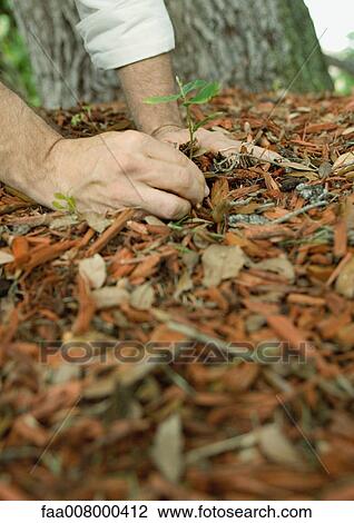 Man pulling weeds in mulch, close-up View Large Photo Image Stock Image - Man pulling weeds in mulch, close-up. Fotosearch