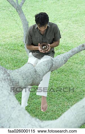 Stock Photography - Man sitting in tree, holding bird's nest with eggs in hands, looking down. Fotosearch