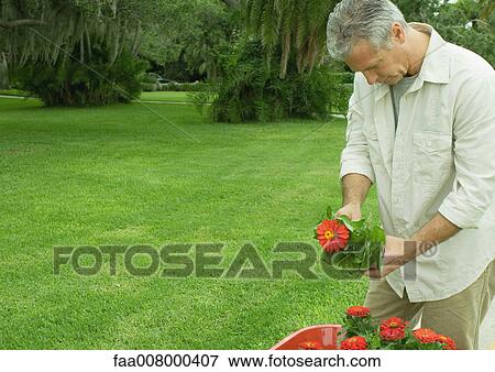 Mature man holding potted flower View Large Photo Image Stock Photo - Mature man holding potted flower. Fotosearch