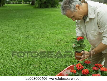 Mature man holding potted flower View Large Photo Image Stock Photograph - Mature man holding potted flower. Fotosearch