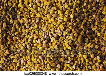 Mixed seeds, extreme close-up, full frame View Large Photo Image Stock Photo - Mixed seeds, extreme close-up, full frame. Fotosearch