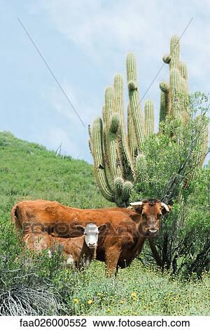 Mother and baby cow in pasture, looking at camera, cactus in background View Large Photo Image Stock Image - Mother and baby cow in pasture, looking at camera, cactus in background. Fotosearch