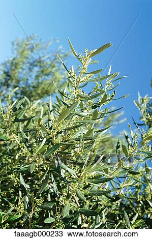 Olive tree View Large Photo Image Stock Image - Olive tree. Fotosearch