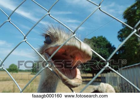 Ostrich behind fence View Large Photo Image Stock Image - Ostrich behind fence. Fotosearch