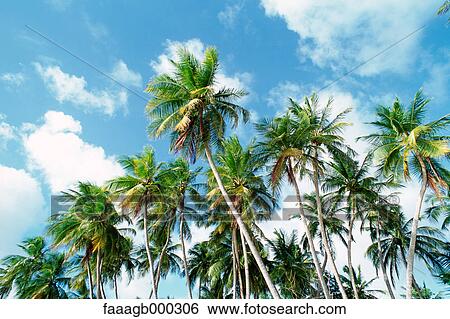 Palm grove View Large Photo Image Stock Photograph - Palm grove. Fotosearch