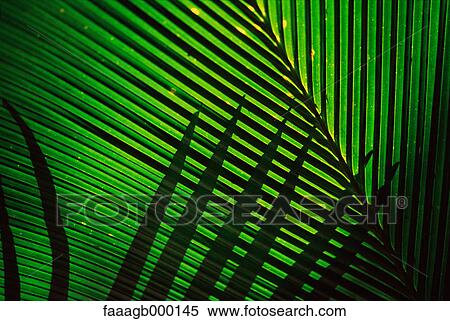 Palm leaves, extreme close-up View Large Photo Image Stock Photography - Palm leaves, extreme close-up. Fotosearch