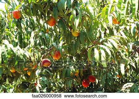 Stock Photo - Peaches growing on tree, close-up. Fotosearch
