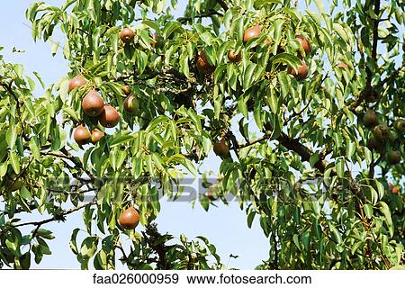 Pears growing on tree branch, close-up View Large Photo Image Stock Photo - Pears growing on tree branch, close-up. Fotosearch