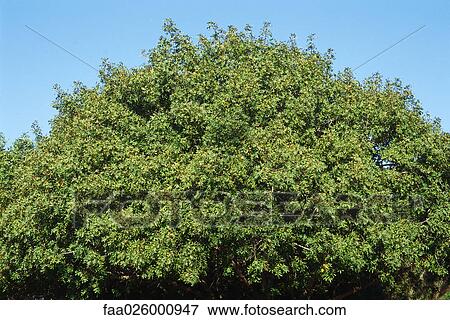 Pecan tree, low angle view View Large Photo Image Stock Photo - Pecan tree, low angle view. Fotosearch