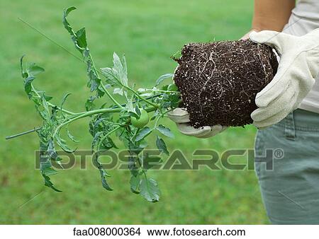 Person holding unpotted tomato plant sideways View Large Photo Image Picture - Person holding unpotted tomato plant sideways. Fotosearch