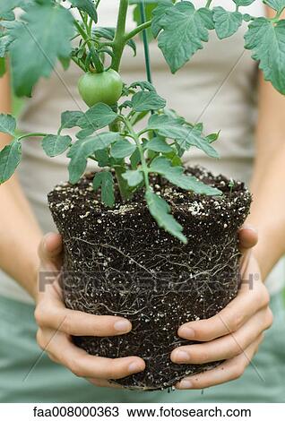 Person holding unpotted tomato plant View Large Photo Image Stock Image - Person holding unpotted tomato plant. Fotosearch
