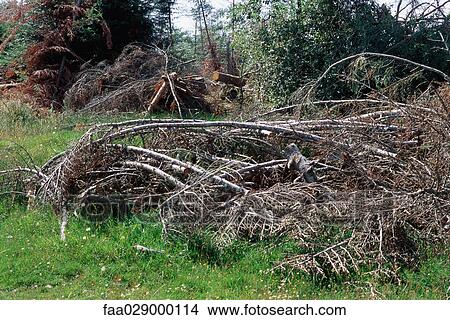 Piles of dead branches after storm View Large Photo Image Picture - Piles of dead branches after storm. Fotosearch
