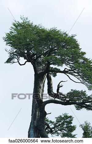 Pine tree growing, low angle view View Large Photo Image Picture - Pine tree growing, low angle view. Fotosearch