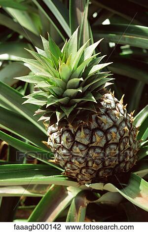 Pineapple growing View Large Photo Image Stock Image - Pineapple growing. Fotosearch