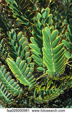 Plant growing, close-up View Large Photo Image Stock Image - Plant growing, close-up. Fotosearch