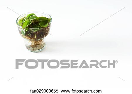 Stock Photography - Plant growing in glass of water. Fotosearch