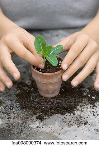 Planting seedling in pot View Large Photo Image Picture - Planting seedling in pot. Fotosearch