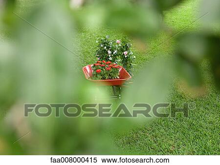 Plants and wheelbarrow full of flowers, seen through blurred foreground View Large Photo Image Stock Photography - Plants and wheelbarrow full of flowers, seen through blurred foreground. Fotosearch
