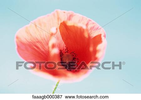 Stock Photo - Poppy. Fotosearch