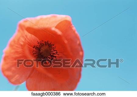 Stock Photograph - Poppy. Fotosearch
