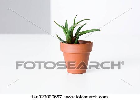 Potted aloe vera plant, close-up View Large Photo Image Stock Photo - Potted aloe vera plant, close-up. Fotosearch