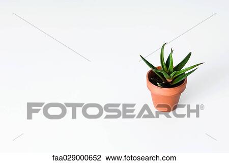Potted aloe vera plant, high angle view View Large Photo Image Stock Image - Potted aloe vera plant, high angle view. Fotosearch