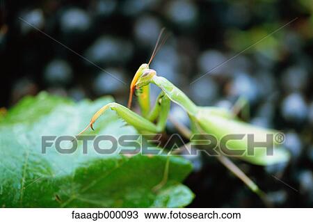 Praying mantis View Large Photo Image Stock Image - Praying mantis. Fotosearch