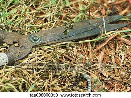 Stock Photo - Pruning shears lying on grass. Fotosearch
