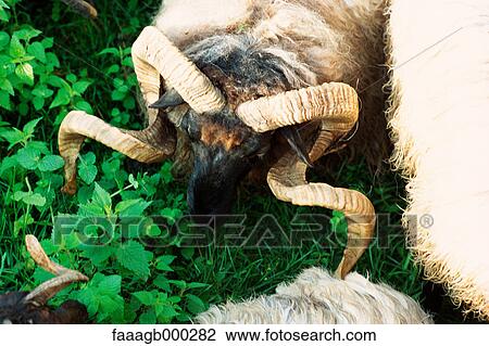 Ram View Large Photo Image Stock Image - Ram. Fotosearch