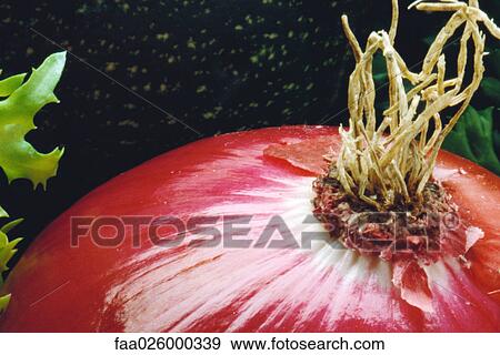 Red onion, extreme close-up, cropped View Large Photo Image Stock Photo - Red onion, extreme close-up, cropped. Fotosearch