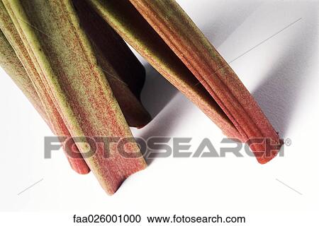 Rhubarb, extreme close-up View Large Photo Image Stock Image - Rhubarb, extreme close-up. Fotosearch