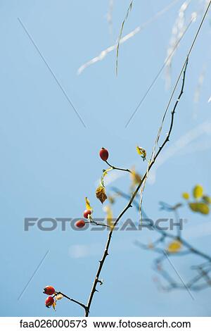 Stock Image - Rose hips, close-up. Fotosearch