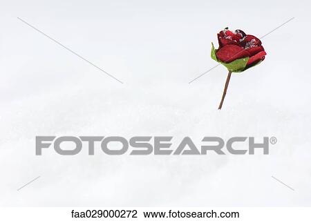 Stock Image - Rose in snow. Fotosearch