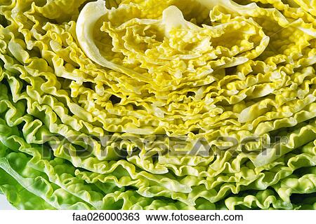 Savoy cabbage, extreme close-up, full frame View Large Photo Image Stock Image - Savoy cabbage, extreme close-up, full frame. Fotosearch