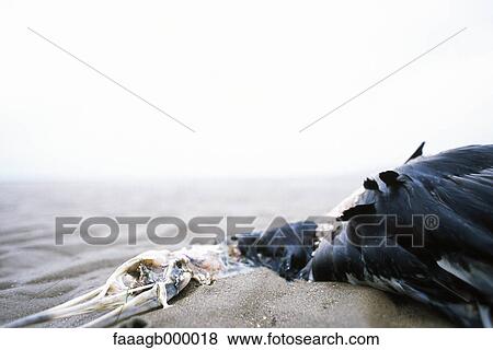 Seagull decomposing on beach View Large Photo Image Stock Photo - Seagull decomposing on beach. Fotosearch