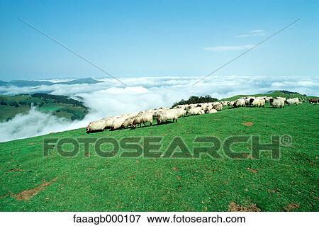 Sheep grazing in mountains View Large Photo Image Stock Photo - Sheep grazing in mountains. Fotosearch