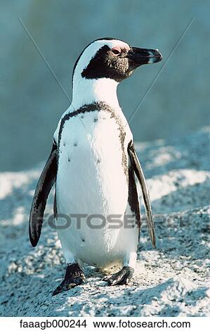 South Africa, Cape Peninsula, Jackass penguin View Large Photo Image Picture - South Africa, Cape Peninsula, Jackass penguin. Fotosearch