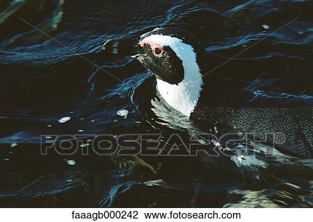 South Africa, Cape Peninsula, Jackass penguin View Large Photo Image Stock Image - South Africa, Cape Peninsula, Jackass penguin. Fotosearch