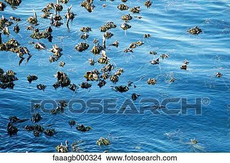 South Africa, seaweed growing in water View Large Photo Image Picture - South Africa, seaweed growing in water. Fotosearch