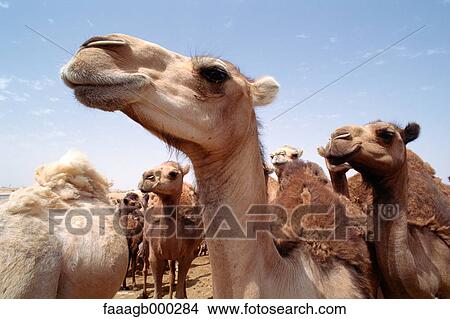 South Tunisia, dromedaries View Large Photo Image Picture - South Tunisia, dromedaries. Fotosearch